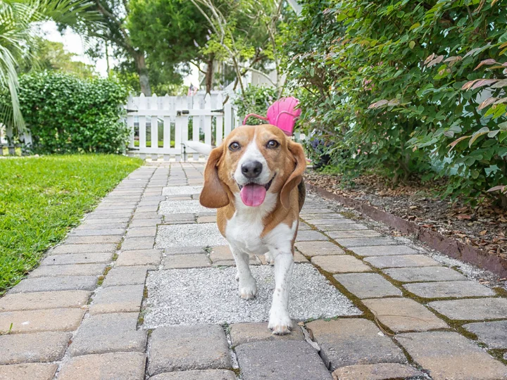 Hilton Head Island Pet-Friendly Rentals | Hilton Head Retreats Hilton Head Island Pet-Friendly Rentals | Hilton Head Retreats